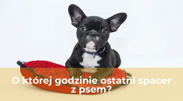 Uroczy buldożek francuski leży na czerwonej poduszce w kształcie serca. Czy to już czas na ostatni spacer z psem?