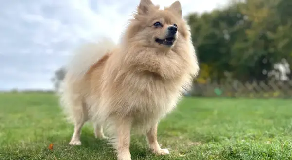 Czy pomeranian gubi sierść? Oto co musisz wiedzieć o linieniu