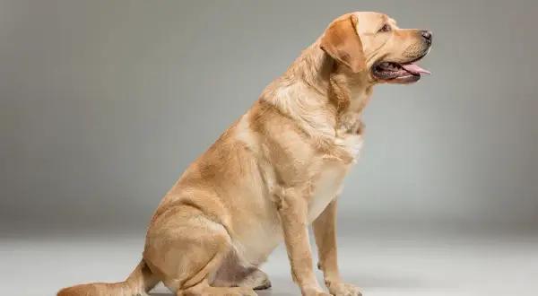 Złoty labrador siedzi, patrząc w bok z językiem na zewnątrz. Oto jak wygląda labrador.