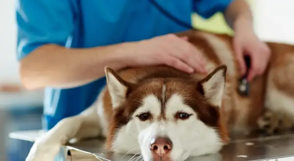 Weterynarz bada psa z wodobrzuszem. Pies rasy husky leży na stole, weterynarz osłuchuje go stetoskopem.