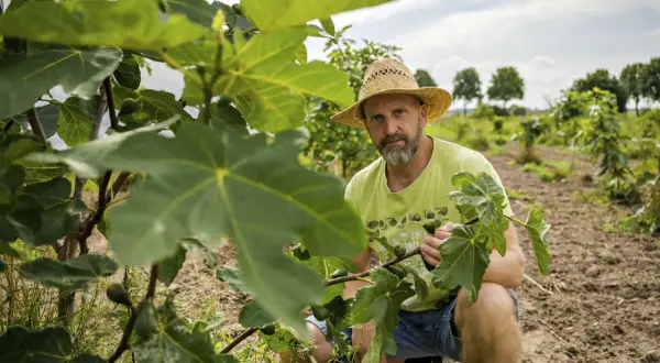 Ein Mann mit Strohhut kniet zwischen jungen Feigenbäumen und prüft die Früchte. Er kümmert sich liebevoll um den Feigenbaum, um ihn gut wachsen zu lassen.