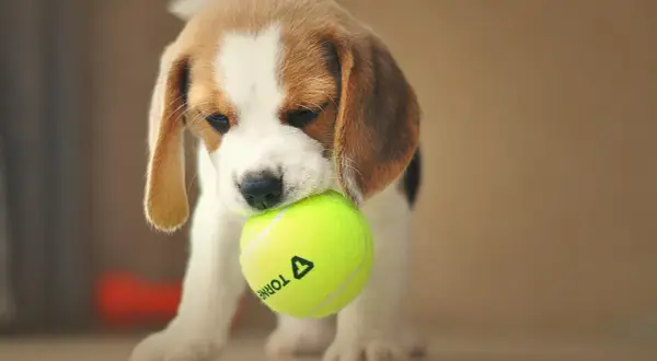 Uroczy beagle miniaturka z piłeczką tenisową w pyszczku.