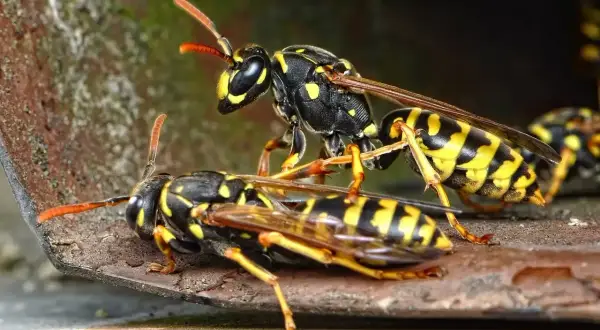 Osy na metalowej powierzchni. Zbliżenie na owady, które mogą być niebezpieczne, gdy chcesz wiedzieć, jak usunąć gniazdo os.