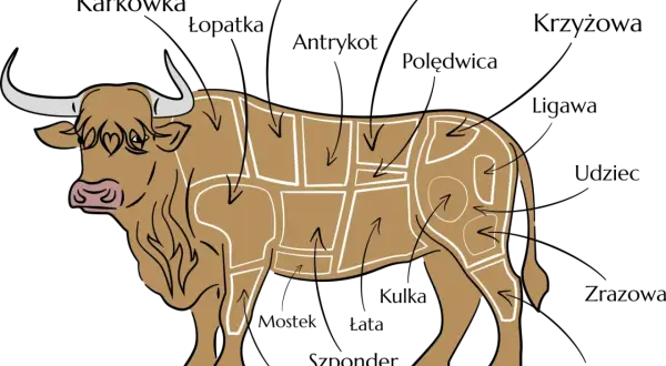 Ilustracja przedstawia podział tuszy wołowej na części, z których powstaje pyszny stek.