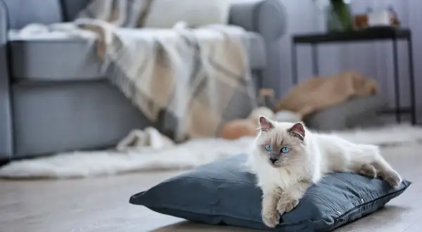 Piękny kot rasy Ragdoll z niebieskimi oczami leży na poduszce. Taki pupil to radość, ale i miesięczne utrzymanie kota wymaga troski i przygotowania.