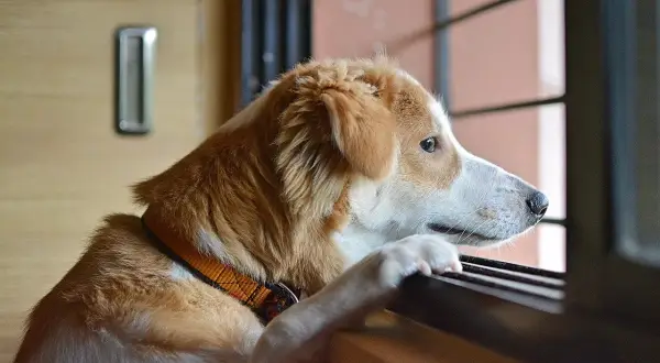Perro con collar naranja mira por la ventana, quizás pensando en el reflujo en perros.