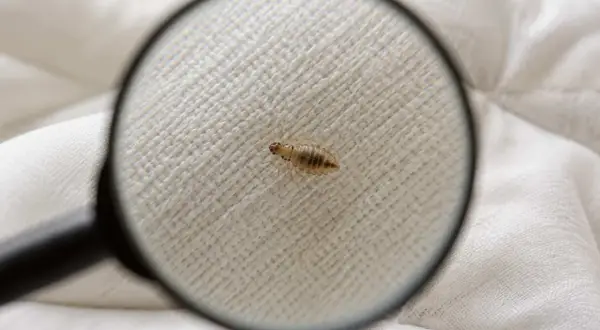 Wsza widoczna pod lupą na białym materiale.