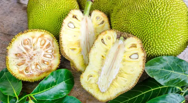 Odkryj jackfruit – co to za owoc? Zielone, kolczaste olbrzymy i ich żółte, soczyste wnętrza z nasionami.