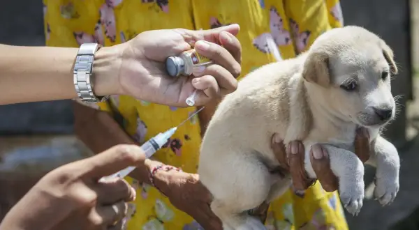 Ein Hundewelpe erhält eine Tollwutimpfung. Die Spritze wird vorsichtig verabreicht, um den kleinen Hund zu schützen.