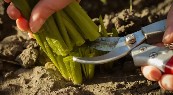 Mit einer Gartenschere werden grüne Stiele abgeschnitten. Die Erntezeit für den Sonnenhut ist gekommen.