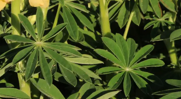 Gelbe Lupinenblüten und grüne Blätter im Sonnenlicht. Ein schöner lupinen standort.