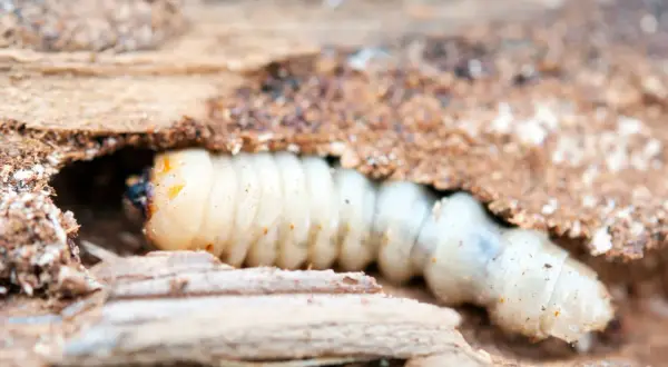 Larva di tarme del legno che scava nel legno marcio, un ciclo di vita nascosto e distruttivo.