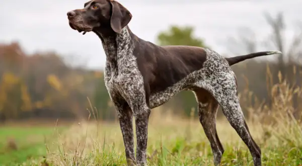 En ståtlig vorsteh familjehund står i gräset, redo för äventyr.
