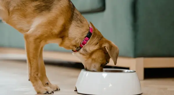 Un perro come de un cuenco blanco. A veces, los perros pueden comer queso como premio.