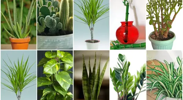 Kolekcja kwiatów doniczkowych: aloes, kaktusy, dracena, bambus szczęścia, grubosz, epipremnum, sansewieria, zamiokulkas, zielistka. Liście w kształcie serduszek i długie, zielone pędy.