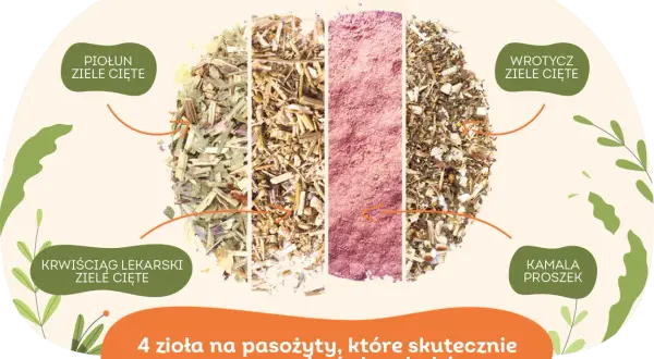 Czym odrobaczać gołębie, aby skutecznie pozbyć się pasożytów?