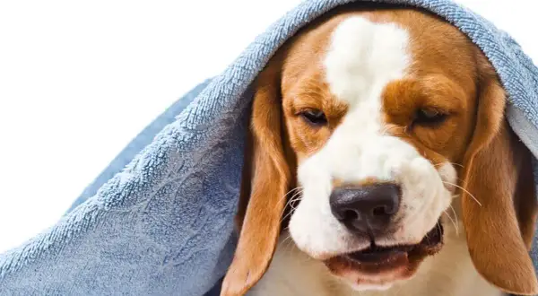Smutny beagle z kaszlem wstecznym u psa, otulony niebieskim ręcznikiem, wygląda jakby potrzebował pocieszenia.