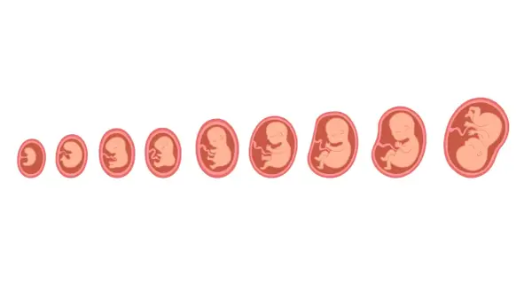 Ilustracja pokazuje rozwój płodu w łonie matki, od zarodka do coraz bardziej ukształtowanego dziecka. To fascynujący obraz ciąży dzień po dniu.