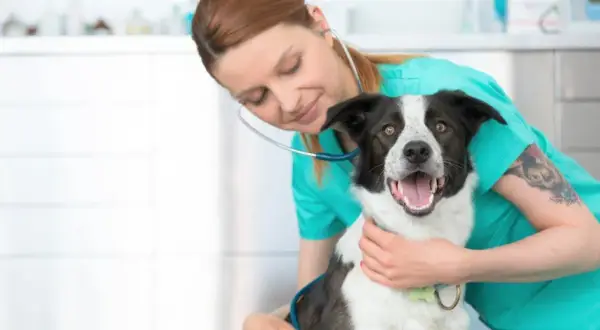 Veterinario Coria del Río: Encuentra atención confiable para tu mascota