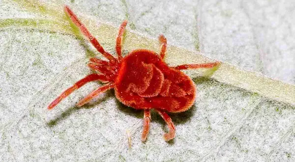 Un minuscolo ragno delle piante, rosso e peloso, si muove su una foglia verde.