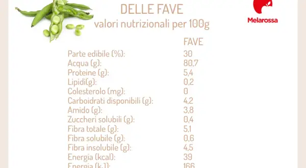Composizione chimica delle fave: valori nutrizionali per 100g, con dettagli su acqua, proteine, lipidi e fibre.
