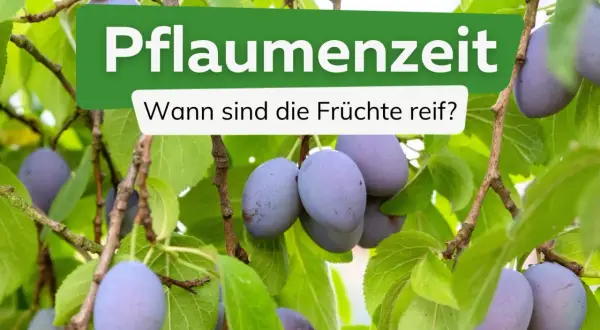 Reife Pflaumen hängen an einem Baum. Die Frage "Wann sind Pflaumen reif?" wird gestellt, um den perfekten Erntezeitpunkt zu finden.