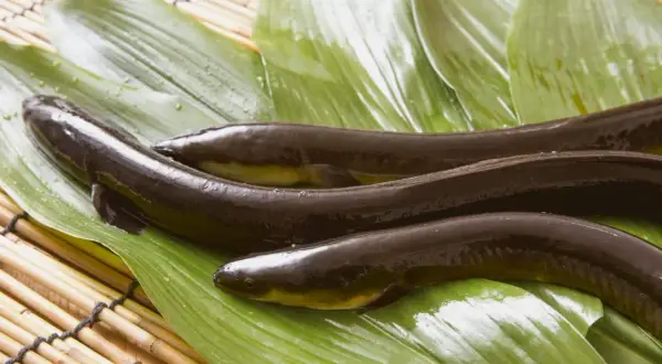 Drei dunkle, glänzende Fische liegen auf grünen Blättern. Das ist Unagi, eine japanische Delikatesse.