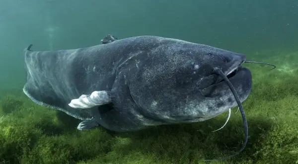 Ein großer Wels schwimmt im grünen Wasser über Seegras. Seine Haut ist dunkel und glatt, ohne sichtbare Schuppen.