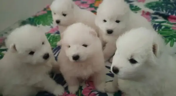 Samoyed: Cena szczeniaka i utrzymanie uniknij ukrytych kosztów!