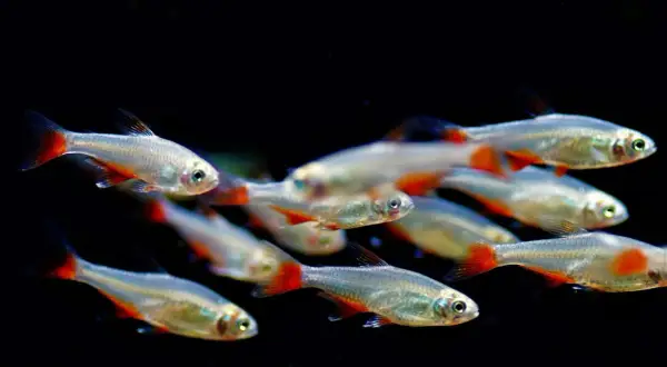 Un banc de poisson d'eau froide argenté aux nageoires rouges vives nage dans l'obscurité.