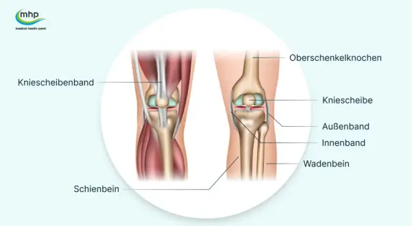 Anatomie des Knies mit Beschriftungen. Hilft bei der Erklärung von Knieschmerzen nach langem Sitzen.