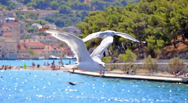 Dwa mewy lecące nad błękitnym morzem, w tle plaża i chorwackie miasteczko.