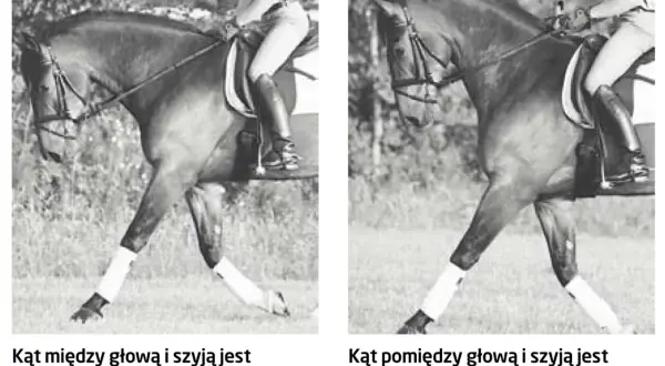 Dwa ujęcia dębującego konia w ruchu. Na lewym zdjęciu głowa i szyja tworzą rozwarty kąt, co ułatwia zgięcie. Na prawym zdjęciu kąt jest ostry, co utrudnia zgięcie.