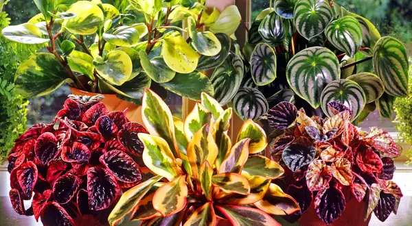En samling vackra peperomia blomma-växter med varierande bladverk i grönt, gult och rött.