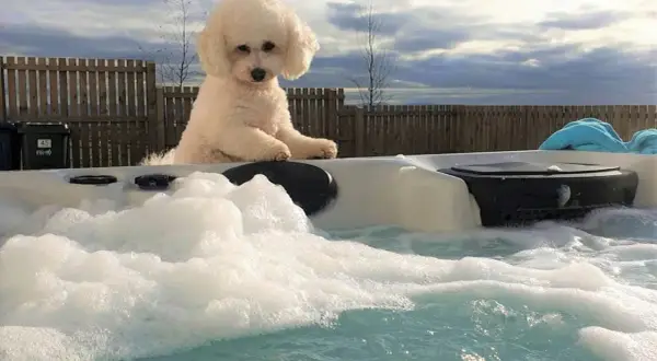 Uroczy bichon frise w wannie z hydromasażem. Zastanawiasz się nad bichon frise cena?