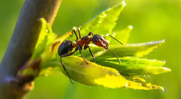 Une fourmi rouge explore une jeune pousse verte dans le potager, ses mandibules prêtes à travailler.