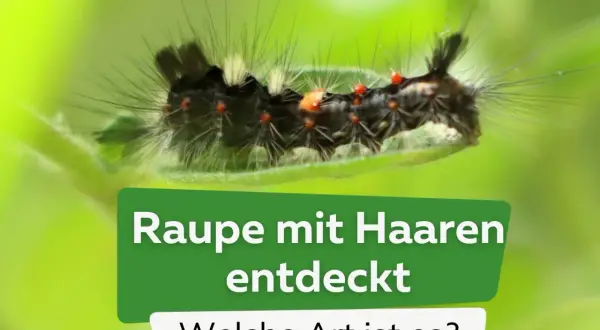 Eine schwarze Raupe mit Haaren, roten Punkten und weißen Büscheln auf einem Blatt. Sie ist Teil einer Entdeckung, die zur Identifizierung der Art anregt.
