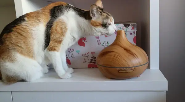 Gato tricolor olisquea un difusor de aromas. ¡Cuidado! El romero puede ser tóxico para gatos si lo ingieren.