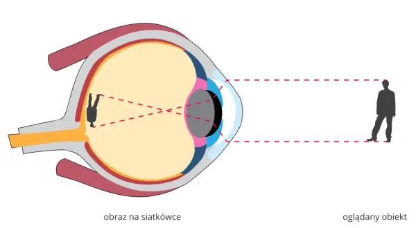 Schematyczne przekroje ludzkiego oka pokazujące, jak obraz oglądanego obiektu jest odwracany na siatkówce.