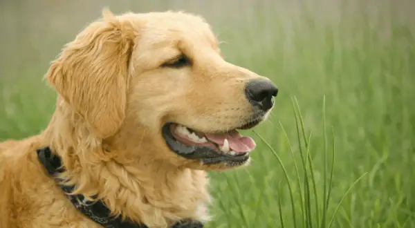 Złoty retriever w zielonej trawie, zastanawia się, czy pies może jeść szczypiorek.