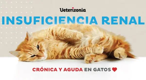 Un gato naranja con insuficiencia renal puede salvarse. El texto indica "Insuficiencia Renal Crónica y Aguda en Gatos".