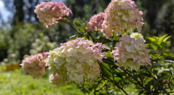 Gros bouquets d'hortensias aux teintes rosées et crème, parfaits pour savoir quel mois tailler les hortensias.