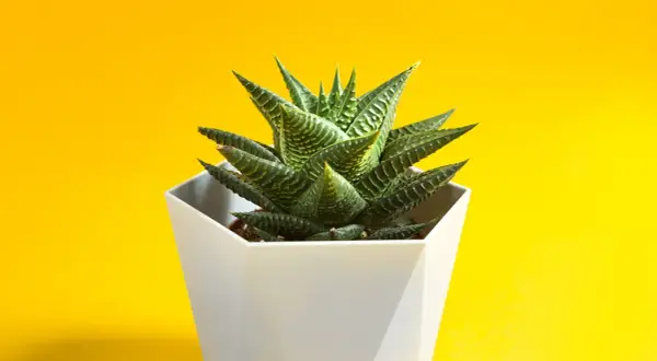 Succulenta Haworthia fasciata in vaso bianco su sfondo giallo. Ideale per chi cerca consigli sulla haworthia fasciata cura.