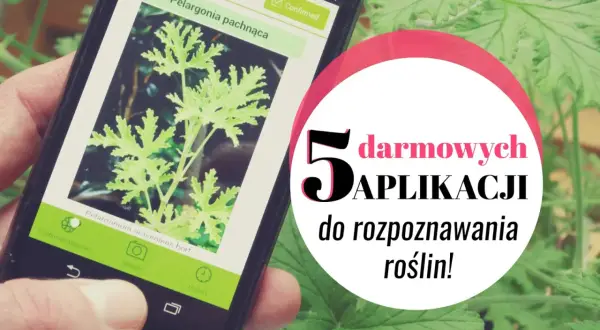 Smartfon z aplikacją do rozpoznawania roślin. Na ekranie zdjęcie pelargonii pachnącej. Obok tekst "5 darmowych aplikacji do rozpoznawania roślin!".