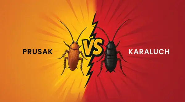Prusak kontra karaluch. Dwa owady, jeden pojedynek. Kto wygra tę walkę?