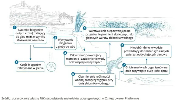 Schemat wyjaśnia, eutrofizacja co to: nadmiar biogenów z nawozów prowadzi do zakwitu sinic, obumierania roślin, niedoboru tlenu i śmierci ryb.