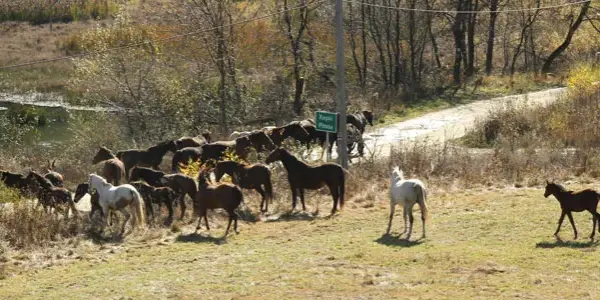 Najlepsze stadniny koni w Toruniu - gdzie znaleźć idealne miejsce?