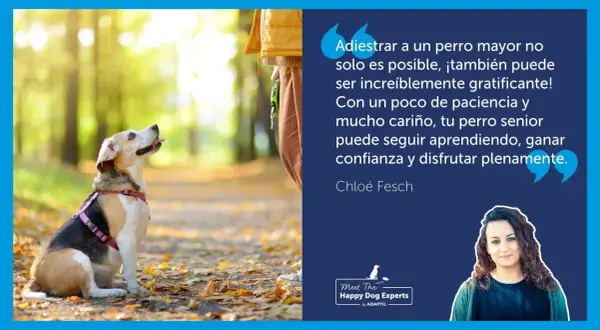 Un perro sentado en un parque otoñal, mirando hacia arriba con atención. El texto resalta cómo educar a un perro adulto es posible y gratificante.