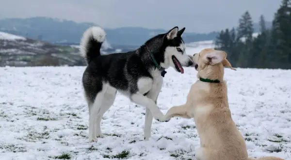 Jak wygląda pies husky? Czarno-biały husky z niebieskimi oczami wita się z jasnym szczeniakiem na śniegu.