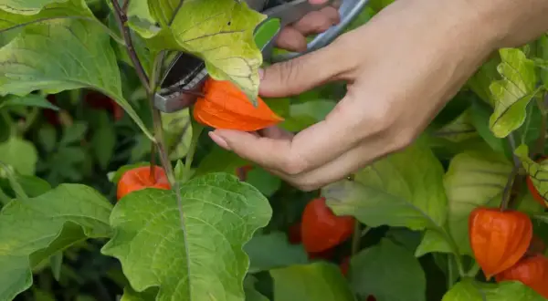 Dłoń z nożyczkami zbiera pomarańczowy physalis owoc z zielonej rośliny.